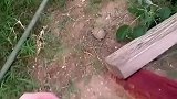 农场主在农场捡到几只小乌龟，结果龟妈来要宝宝还强行做了邻居