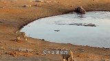 野牛深陷泥潭，狮子前来捕食，这竟是狮子“最后的午餐”