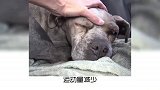 宠物冷知识：狗狗变老的表现你知道吗？