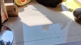 猫咪迷惑行为盘点