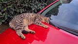 车子上有一只流浪猫正在睡觉
