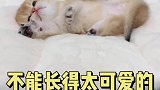真希望无辜脸小时候没有听懂