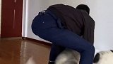 由于对方实力太强，我抵挡不住....哈士奇 二哈 星探家
