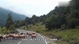 公羊被强行剃毛后，直接拦住了主人的去路：把我的羊毛还给我