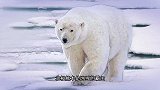 精灵梦叶罗丽：这北极熊好瘦呀，他可真可怜，冰公主要拯救它