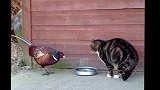 猫正在吃食，突然过来一只野鸡，接下来画面太喜感