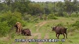 愤怒的水牛有多可怕雄狮与水牛单挑，最后结果惨不忍睹！