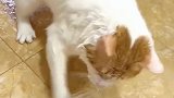 猫：挣点小鱼干不容易，还得擦地！