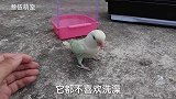 小鸟不洗澡，小伙一招就让小鸟自愿洗澡
