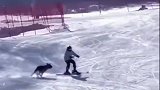 滑雪速成大法，你只差一个狗教练
