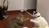 hight起来！和猫住 领养 看我多会玩