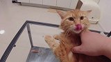 从橘猫福宝儿的反应中可以看出，它还是很喜欢我的，你说是吗