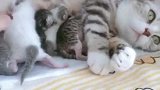 猫咪自己的孩子知道心疼