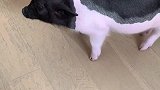 老四说：“咱俩到底谁是猪”