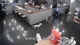 没想到大象这么狠！小野牛误闯大象领地，竟当场惨死