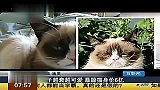 轻松时刻-20140811-高冷暴躁猫身价6亿网友膜拜 堪称猫中战斗机-生活20140811