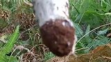 老人在山里采蘑菇时，发现神秘巨大蘑菇