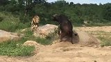 3头东岸雄狮前后夹击—轻松摁倒成年公牛