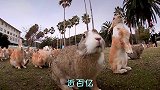 每家近400只兔子是种什么体验？