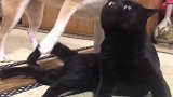 狗狗和家猫也能成为好朋友，第一次见，长见识了