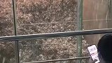 听说这垃圾里面的臭味，一个成年公牛都撑不到三秒