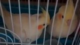 家里养了俩只可爱小鹦鹉，怎么都不互动，莫非是害羞了