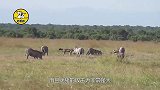 胡狼群骚扰小疣猪，最后却无功而返，镜头拍下全过程