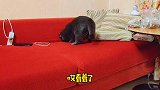 后妈的新技能