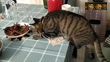 狸花猫：哇塞，香喷喷的鸡爪耶，我偷偷抓一个没人发现吧！