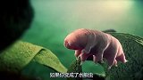 如果你变成了水熊虫，会发生什么