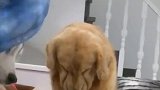 嫉妒使狗子面目全非，这狗子委屈模样真好看！