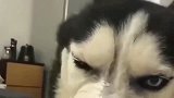 二哈：我干了啥，让你怎么对我，良心不痛吗