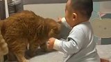 猫：烦死了，这熊孩子天天欺负我！