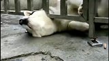 哈士奇看上了姐姐家的萨摩耶，被卡在铁门里，救还是不救