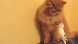 猫咪要睡觉，鹦鹉非要跟它玩，猫咪的反应也太真实了，绝了