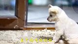 萌宠 猫老大的粮土狗也敢吃，干被挠没个够！[高清版]