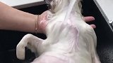 猫：你洗你的澡，我睡我的觉！