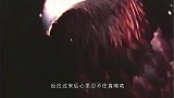 男子将老鹰蛋换成鸭蛋，鸭子出壳后，老鹰的反应大家别笑