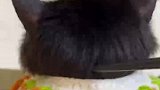 主人给猫猫梳了一下午的头