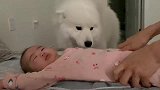 暖心！宝宝在床上躺着，萨摩跑过来表达最深的爱意。