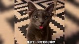 《这些长相怪异的猫狗》你觉得哪只更奇特？