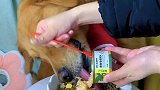 这鸡肉金枪鱼南瓜罐头，也太香了吧！