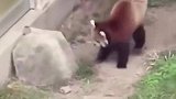 小心脏砰砰的