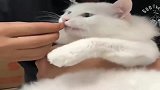 铲屎官和猫咪抢着吃猫粮，看看大白猫有啥反应
