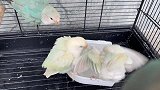 教牡丹鹦鹉打篮球，小鹦鹉三分钟就学会打篮球，全程无剪辑