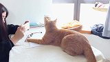 手残铲屎官为猫咪画像遭嫌弃！什么鬼？看了两秒后还挺像