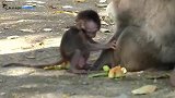 小猴子打架，一招一式，抓头发，戳眼睛！