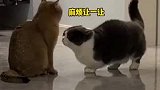 心机小猫是如何用尾巴抢镜的