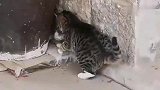猫咪捉老鼠，不折腾一翻老鼠绝不罢休，老鼠快要崩溃了