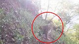 杭州野生动物世界3只金钱豹外逃，动物园安全不能靠蒙